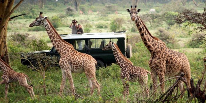 Wildlife Safari Tours in Africa